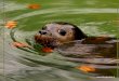 Beautiful Animal Photography