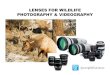 Lenses for Wildlife Photography & Videography