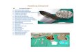 Peeling gingival  paciente