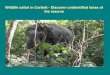 Wildlife safari in corbett   lanes of the reserve