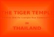 O Templo dos Tigres - Tailândia (Tiger Temple - Thailand)