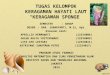 Ppt Sponge