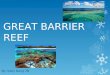 GREAT BARRIER REEF