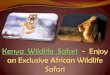 Kenya Wildlife Safari - Enjoy an Exclusive African Wildlife Safari