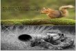 An Insight Into Wildlife Photography