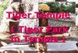 Tiger Temple ( Tiger Park in Temple ). Tiger Temple ( Tiger Park in Temple ), or Wat Pha Luang Ta Bua, is a Buddhist temple in Western Thailand which