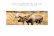 Beginning Wildlife Photography - Bob Armstrong's … Wildlife... · Wildlife Photography Photographing wildlife is perhaps one of the most challenging yet rewarding types of photography