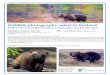 Brown Bear Wildlife photography safari in Finlandfinnature-com.w3b.fi/files/2017/05/Wildlife-photography-safari... · PDF fileAutumn is a great season for wildlife photography in