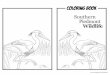 Southern Piedmont Wildlife - USC Upstate · PDF file Southern Piedmont Wildlife Mock Strawberry Striped Wintergreen Carolina Mantis Eastern Tiger Swallowtail Yellow Garden Spider 