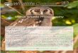 Digital Wildlife Photography Wildlife Photograp… · Digital Wildlife Photography Course type: Online Course What do I receive when graduating this course? An industry recognised
